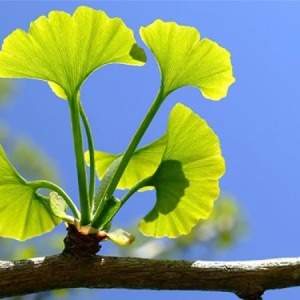 Plantas que mejoran la sexualidad